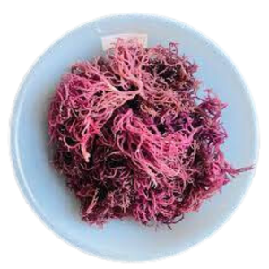 มอสทะเลสีม่วง-มอสทะเลไอริชจากเวียดนาม-100% ธรรมชาติและวัตถุดิบใช้ประโยชน์จากมอสทะเลธรรมชาติราคาถูกและสวัสดี - Product Image 5