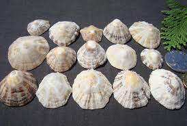 Viet Choice Vietnam Fabricante 100% Natural Lapa Shell Pulido Técnica Precio competitivo Personalizable al por mayor - Product Image 2