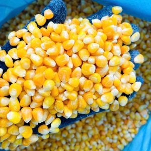 IQF เมล็ดข้าวโพดหวานแช่แข็งผักแช่แข็งออร์แกนิกเป็นกลุ่ม - Product Image 3