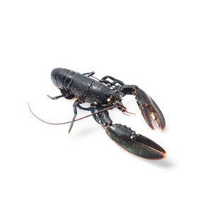กุ้งมังกรยุโรปแช่แข็ง - ผู้จัดจำหน่ายกุ้งมังกรยุโรปขายส่งจำนวนมาก - Product Image 2