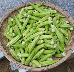 Okra Congelada de Primera Calidad, Cápsulas Enteras / Corte Limpio / Textura Retida / Lista para Cocinar / Envasada al Vacío / Fruta - Product Image 3