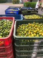 JUS DE KUMQUAT CALAMANSI CONGELÉ DE HAUTE QUALITÉ POUR L'INDUSTRIE DES BOISSONS
