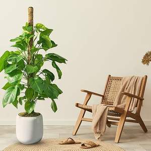 Macetas de Jardín Totem de Musgo de Palo Hechas a Mano por Expertos, Únicas del Fabricante Indio Shrekha Creations, de 8 a 16 Pulgadas - Product Image 4