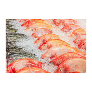 Pescado tilapia rojo congelado de primera calidad, ofrecido a precio de fábrica para compradores mayoristas. - Product Image 1