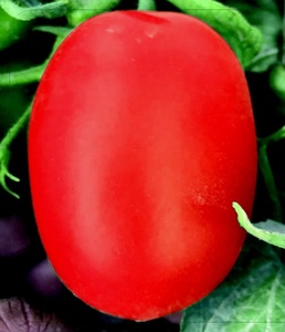 Semillas de Tomate Híbrido ARMY F1 - Product Image 1