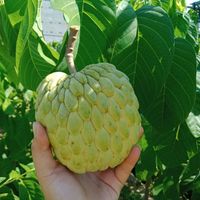 Vietnamese Verse Custardappel-Natuurlijk Geteeld En Geoogst-Beste Kwaliteit Tropisch Fruit Uit Vietnam