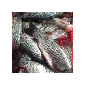 PECES ROHU CONGELADOS DE ALTA CALIDAD ENTERO/PECES ROHU - Product Image 5