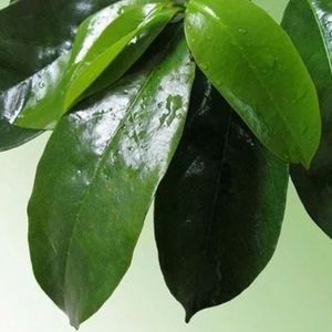 Hojas de Guanábana Secas - Añade Sabor Natural a tus Platos - Product Image 4