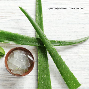 Légumes à tige d'aloe vera surgelés de qualité supérieure du Vietnam pour les marchés mondiaux - Product Image 3