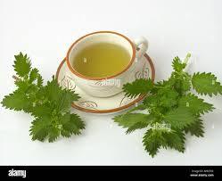 Ortie séchée - Product Image 5