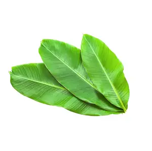 Daun pisang beku Harga bagus impor di icus NAM 2023 + 84 911 695 402 VI HUYNH