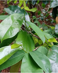 FOURNISSEUR DE FEUILLES DE COROSSOL BIO PREMIUM DU VIETNAM - Product Image 4