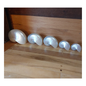 Concha de Nautilu Pompilius Perlada Pulida/Sin Pulir al Mejor Precio de Vietnam - Sra. Caryln 0084935825297 - Product Image 1