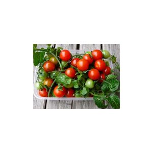 Piccola pentola di pomodoro ciliegia Tim Set di terreno [giardino di casa