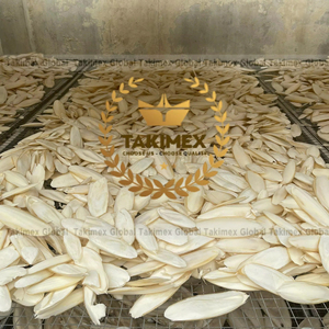 Achetez maintenant des os de seiche séchés disponibles en stock, prêts à être expédiés, produit de qualité supérieure, livraison rapide - Product Image 1