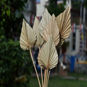 Palm Leaves Natural Sun Palm Leaves for Home Decoration Indro Outdoor Decoration <b>Mother</b> <b>Day</b> Valentine <b>Day</b> Christmas Thanks Gift - Product Image 5