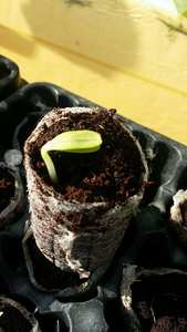 Comprimés de tourbe de coco pour des plantes/tourbe de coco de coco pour des plantes de jardin/granule de fibre de coco - Product Image 2