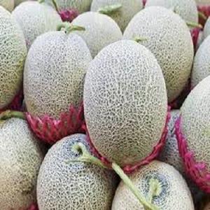 Melon de Hami en filet frais direct Offre Spéciale melon musqué biologique et miellat cultivé avec soin - Product Image 4
