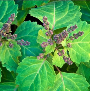 Fabricants d'huile essentielle de patchouli exportateur en vrac huile essentielle de patchouli pour cosmétiques soins de la peau du corps - Product Image 5