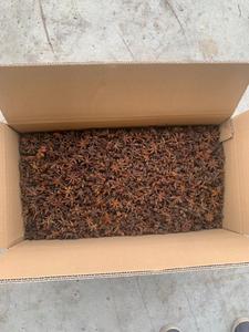 โป๊ยกั๊กสำหรับฤดูใบไม้ผลิฤดูใบไม้ร่วง - Product Image 3