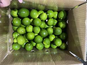Lima fresca sin semillas de alta calidad para exportación | Lima verde sin semillas de Vietnam, envío global - Product Image 4