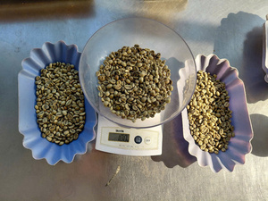 Café Vert Robusta PHALCO de Haute Qualité Grade 1 Tamis 16/18 Vietnam Meilleur Prix Prêt à l'Exportation en Sac de Jute - Product Image 5
