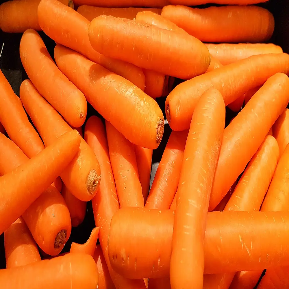 Купить морковь оптом