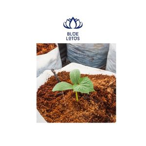 Pépin de noix de coco pour planter des arbres - Product Image 1
