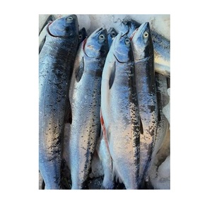 Saumon Sockeye Congelé – Fruits de Mer Congelés de Qualité Supérieure pour l'Exportation Internationale - Product Image 3
