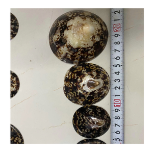 เปลือกหอยลิมเพ็ตจากประเทศเวียดนามใช้สำหรับการออกแบบกระเบื้องโมเสคและการตกแต่งภายในด้วยข้อมูลสีทอง99แผ่นจากโรงงาน - Product Image 6