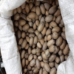 Nueces de Pecana Enteras Orgánicas Secas de Primera Calidad, Suministro a Granel con Larga Vida Útil para Procesamiento de Alimentos - Product Image 1