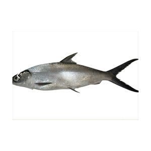 Pescado congelado a precio de descuento, listo para envío rápido y pedidos al por mayor - Product Image 5