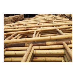 Hot Sale - Bamboo Poles Big and Strong Bamboo <b>Canes</b> - Raw Material Treated Bamboo Poles for <b>Gardening</b> or Export - Product Image 6