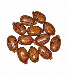 1 kg de Semillas de Ricino Secas, Totalmente Maduras, Origen EE. UU., Modelo CTS9981 - Product Image 5