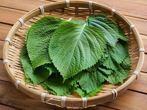 Directo de Vietnam: Hoja de perilla Prístina, cultivada con cuidado - Product Image 4