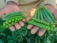 Graines de pois Super Climax, marque Moon Star, pureté 99%, germination 85%, origine Pakistan