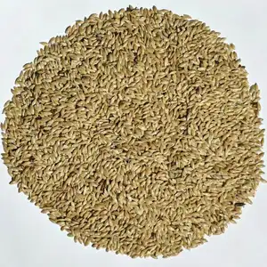 Hot Sale Canary Seed für Vogelfutter