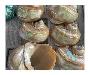 หอยเป๋าฮื้อธรรมชาติขนาดใหญ่หอยเป๋าฮื้อหอยดิบสำหรับทำรอยเปื้อนธูปเสจ - Product Image 1