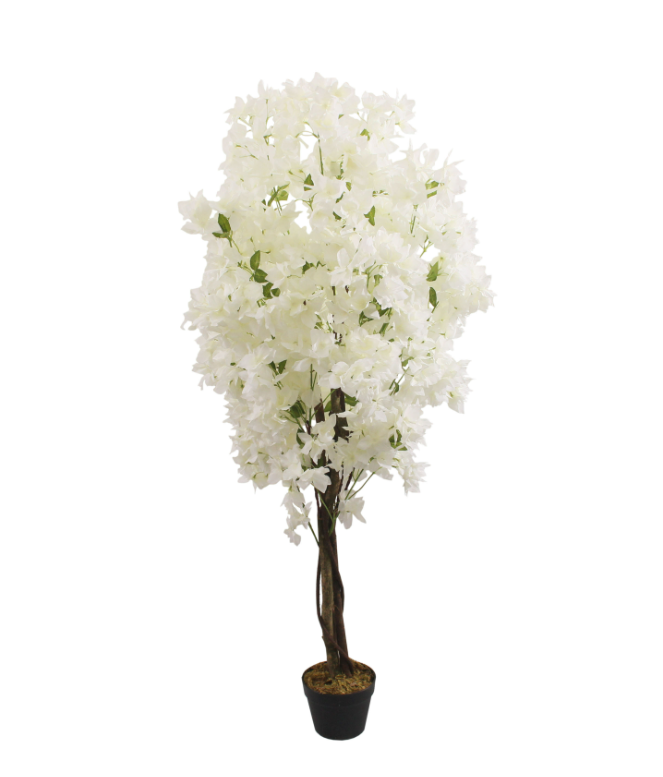 blanc