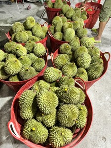 ทุเรียนริ6/มุนทอง เวียดนาม คุณภาพพรีเมียม สดใหม่ทั้งลูก ออร์แกนิค - Product Image 4