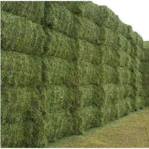 Alfalfa Premium Grade Grain <b>Hay</b> Pellets Fish Cattle Horse Pig Dog Thailand Origin 24 Months Shelf Life Baled <b>Bagged</b> Feed Sale - Product Image 5