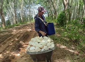 ยางธรรมชาติ ยางตามมาตรฐานทางเทคนิค TSR 20 - Product Image 2