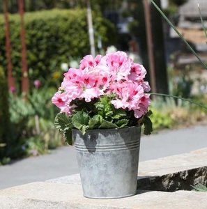 Calidad de exportación, hecho a mano, respetuoso con el medio ambiente, forma de maceta de flores de Metal galvanizado para el hogar, balcón, Patio, decoración de jardín, Vintage clásico - Product Image 2