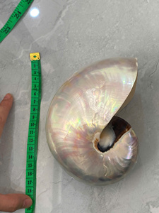 เปลือกหอยหอยโข่งธรรมชาติคุณภาพสูงสำหรับงานศิลปะและของตกแต่งบ้านส่งตรงจากเวียดนาม - Product Image 6