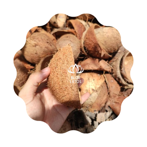 กะลามะพร้าวขายดีจากฟาร์มบลูโลตัส เวียดนาม ส่งออกจำนวนมาก ปี 2023 - Product Image 1