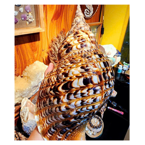 Elegante concha marina de trompeta: concha marina de trompeta de concha reina de origen vietnamita, ideal para exhibiciones de restaurantes y acentos llamativos para el hogar - Product Image 1