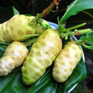 FRUITS NONI CONGELÉS IQF | ORIGINE DU VIETNAM | ENTIER ET TRANCHÉ | EXPORTATION EN VRAC - Product Image 1