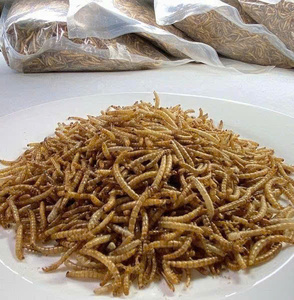 หนอนอาหารแช่แข็งขายส่งส่งถึงประตูบ้านคุณแล้ว - Product Image 1