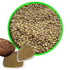 Trébol Berseem | Stock fresco para suministro semanal de alimento - Product Image 5
