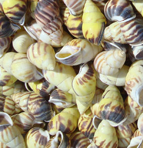 Caracol verde de Nusa Penida SeasHELL Joyería de Nusa Penida Pequeños tipos de joyería con motivo de concha marina - Product Image 1